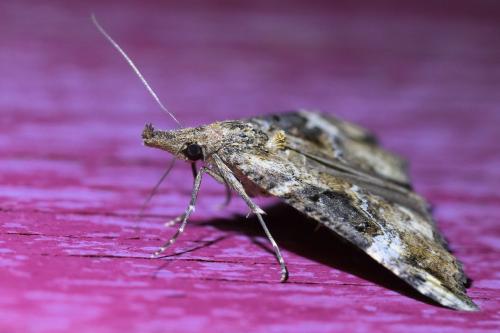 Réf. 340 164 : Hypena obsitalis